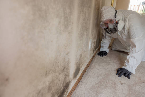 Why You Should Choose Our Mold Remediation Services in Inkster, MI